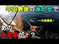 【神奈川県某所】年内最後の泳がせ釣りであの大型魚が！？年末が近い師走の時期に、関東地方の東京湾側に面している釣り場で、数日間泳がせ釣りをしてみたら…！【2024年12月上旬】