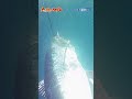 衝撃 深海から突如現れた怪物マグロ150kg級 大間漁師の職人技 一本釣り 二刀流
