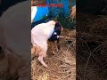 #goatfarm #goatfarm #goatgoat #goats #shortsfeed #donkey #bgmi