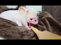 ミニブタのあくびに指ズボした反応が面白すぎたww【87日目】