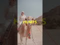 An interesting fact about Camels
