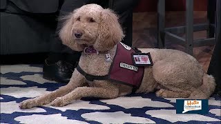 HELLO CONNECTICUT: The value of having therapy dogs