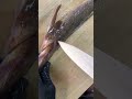 まごち 頭 さばき方 こち #ねぎお寿司 #sushichef #まごち #マゴチ #真鯒 #さばき方