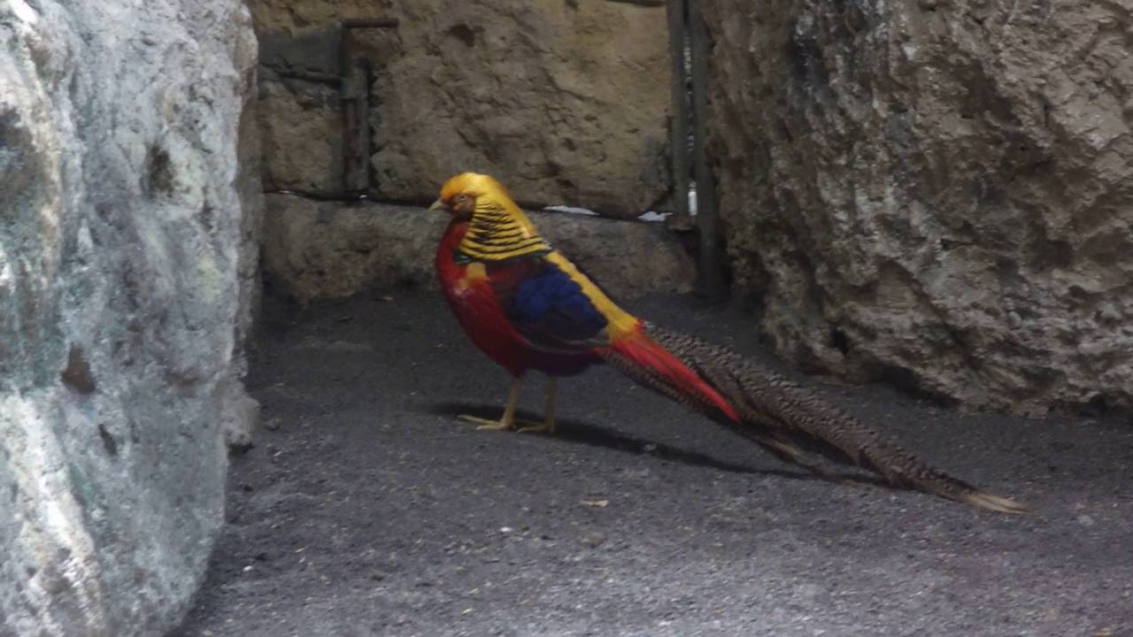 Philippine Adventures Quest 2: Avilon Zoo golden pheasant 