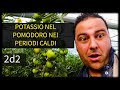 Potassio nel Pomodoro nei periodi caldi 2d2