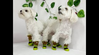 Обувь для собак зимняя
