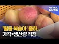 &#39;월등 복숭아&#39; 출하...&quot;가격·생산량 걱정&quot;[목포MBC 뉴스투데이]