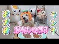 【お犬様ランチ】お子様ランチならぬ。お犬様ランチ(ミッキー鶏レバーと牛丼編)おもちゃ付き