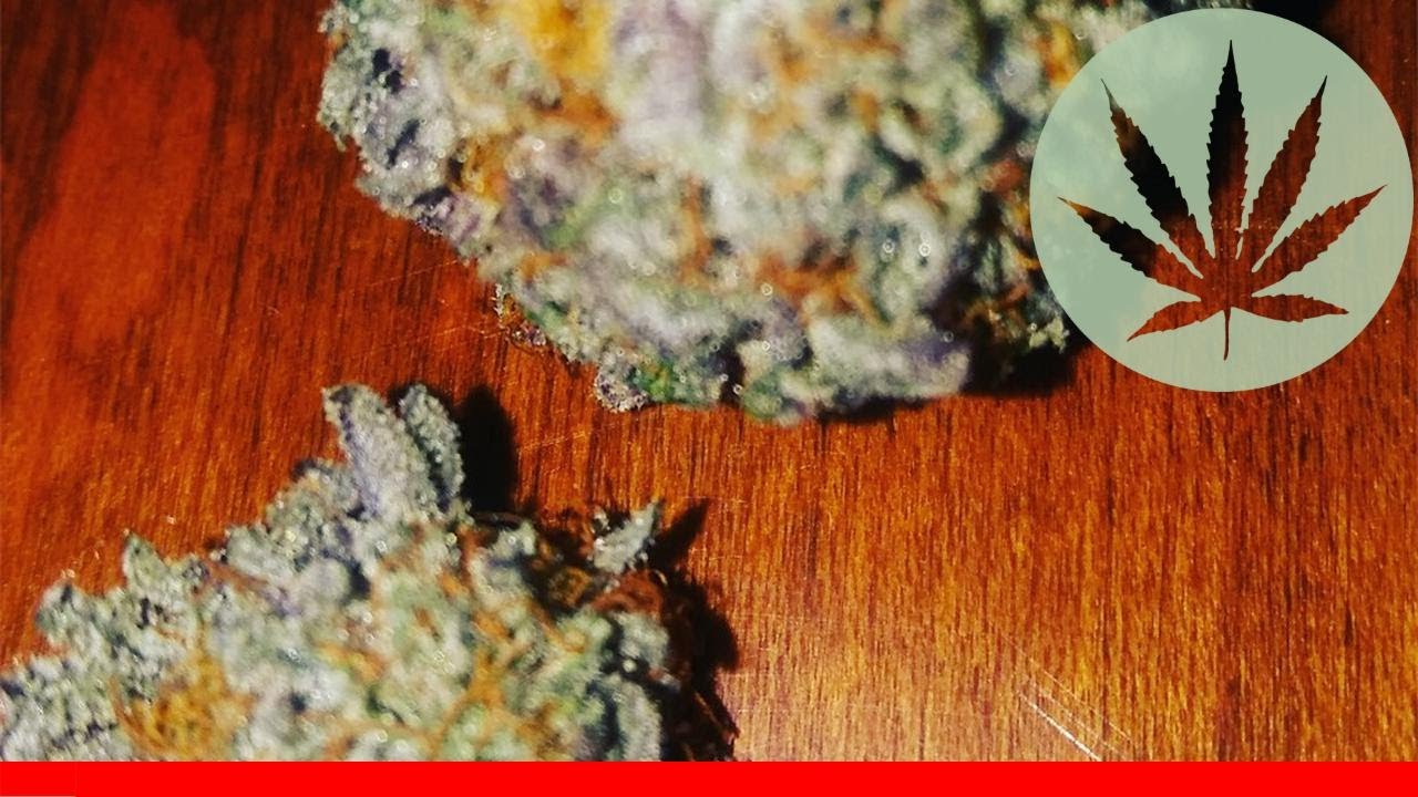 Purple Hashplant - All About This Strain