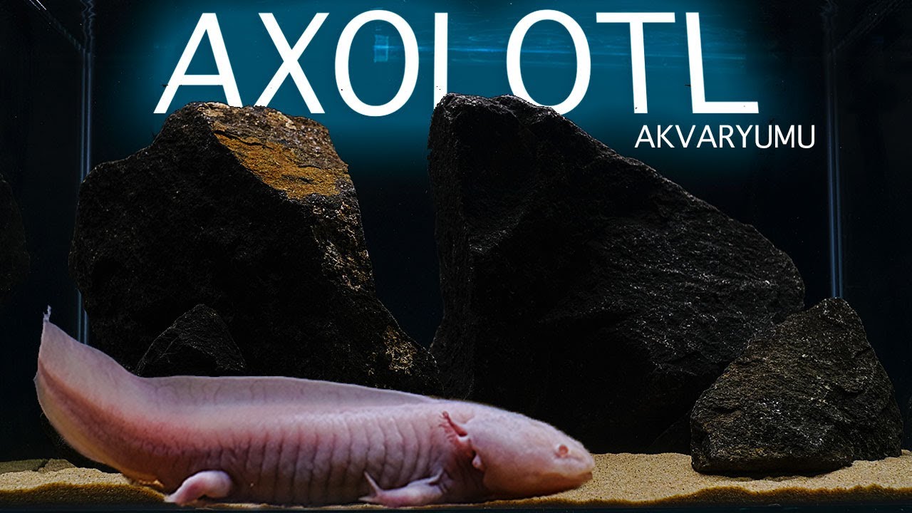 Axolotl Akvaryumu Kurulumu - Ambystoma mexicanum Semender Akvaryumu ...