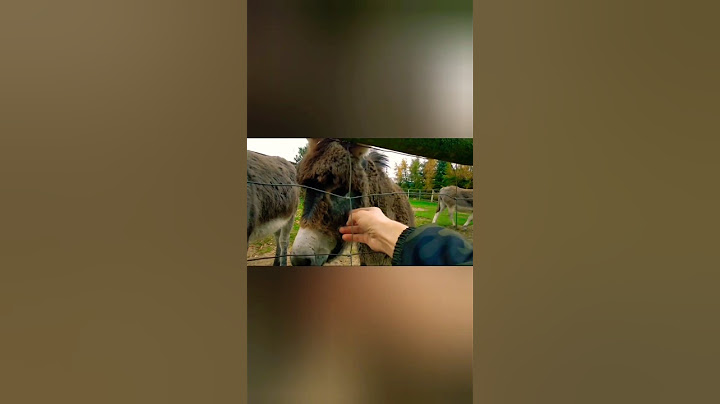 Решил показать осликам Шрека...