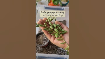 Propagate string of bananas this way... #gardening