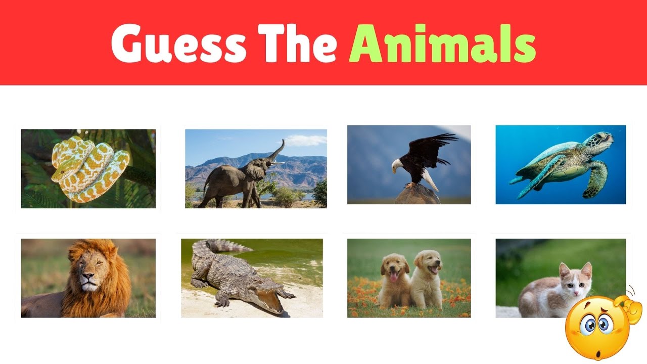 Guess the Animal | Picture of the Animal Slowly Revealed
