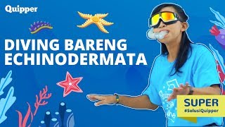 Diving Bareng Echinodermata! - SUPER Biologi