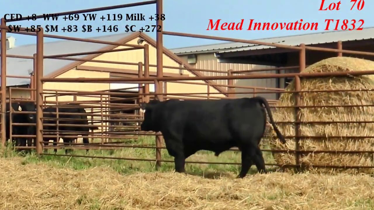 Mead Farms Lot 70 YouTube