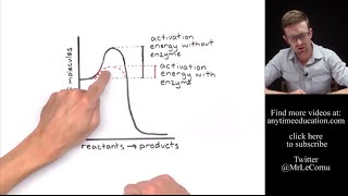 How Do Enzymes Work? (Activation Energy)