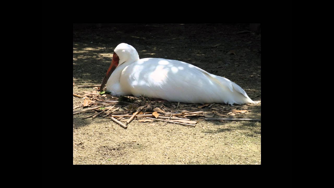 журавль Стерх или белый журавль
