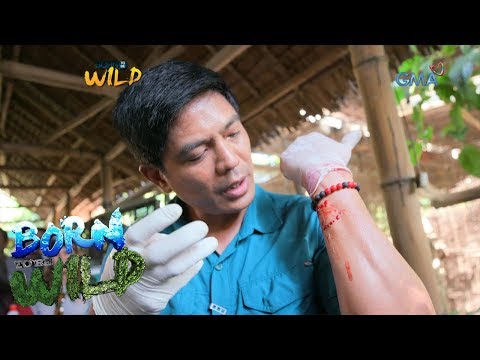 Video: Paano Kilalanin At Gagamot Ang Mga Kagat Ng Ant At Stings Sa Mga Aso