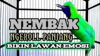 CUCAK IJO ROLL TEMBAK PANJANG | PANCINGAN CUCAK IJO JAMTROK