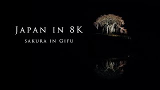 Japan in 8K- Sakura in Gifu-