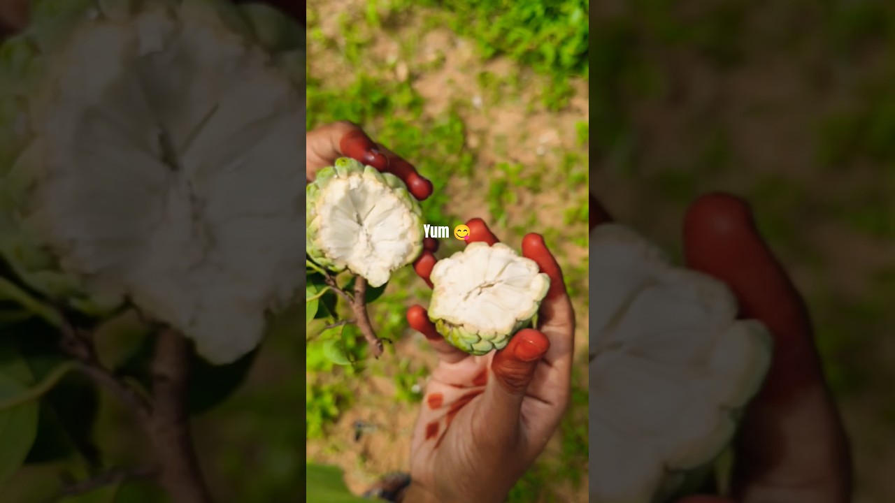 Seethaphal Hunt 😋 | #soulfulstories #seethaphalseason #villagelife #seasonalfruit