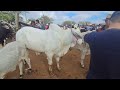 FEIRA DE GADO DE TABIRA PERNAMBUCO PARTE ( 2 ) 17/06 /2026