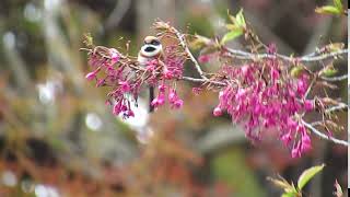 紅頭山雀-清境小瑞士花園-1080131