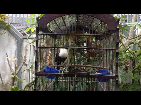 Burung Bilabong Pandita. Burung Endemik Sulawesi. (2)