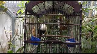 Burung Bilabong Pandita. Burung Endemik Sulawesi. (2)