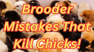 🐣How to Keep Baby Chicks Healthy in the Brooder | Stop Losing Chicks!