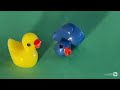 Cat vs duck #duck #fyp 