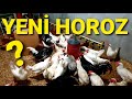 HAYATINDA İLK DEFA TAVUK GÖRECEK BİR HOROZ GETİRDİK. BEŞ TAVUĞU OLACAK #kümes #tavuk #horoz #chicken