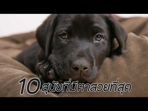 10 สุนัขที่มีตาสวยที่สุด !!!