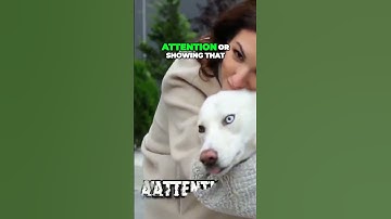 The Secret Language of Dogs: Understanding Their Barks and Body Language