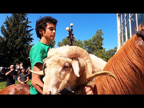 ზეზვაობა 2022 (ქვემო ალვანი, ზემო ალვანი)