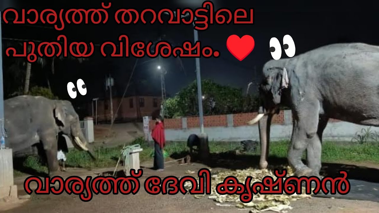 വാര്യത്ത് തറവാട്ടിലെ പുതിയ വിശേഷം. വാര്യത്ത് ദേവി കൃഷ്ണൻ 🥰