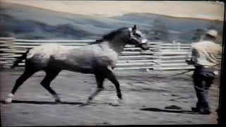 Colida Video 1963 ApHC National Grand Champion Stallion