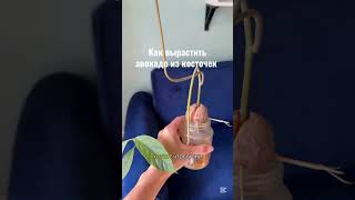Не выбрасывать косточки авокадо #рецепты #авокадо