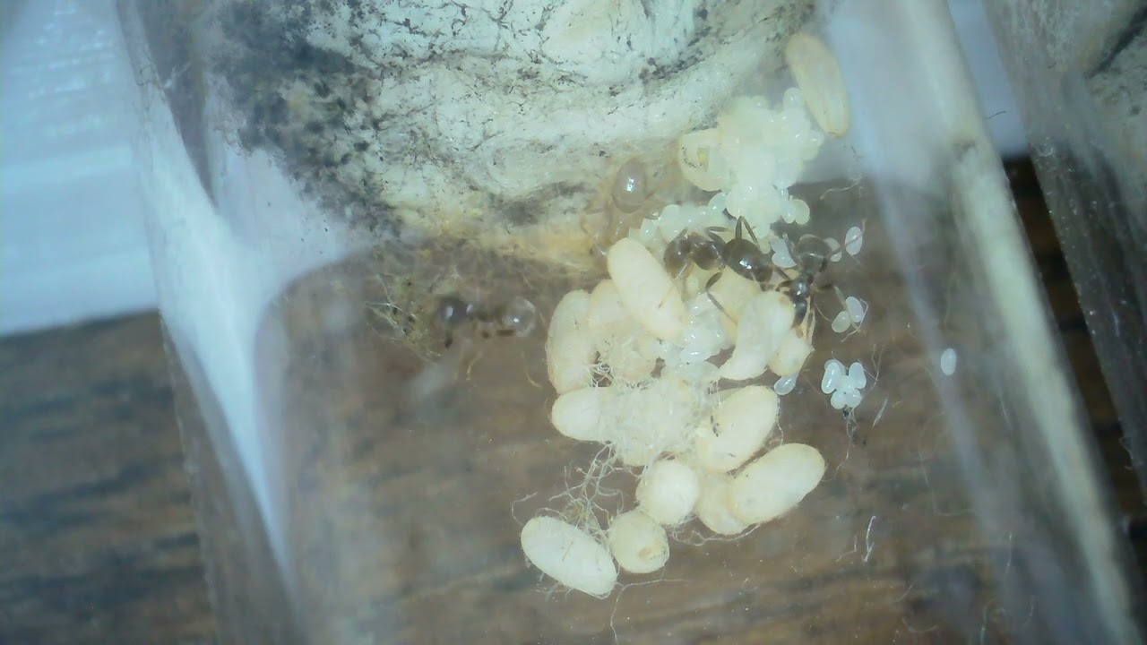Lasius Niger queens and nanitics first feed