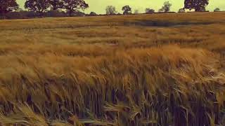 Deep Sighh - Wind Over An Empty Field