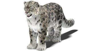 Snow Leopard 3D Model with Maya Xgen Fur | PROmax3D