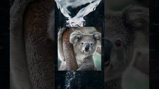 Dünyanın En Tembel 5 Hayvanı 😴 45 Saniyede Şok Gerçek