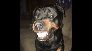 Telling My Rottweiler A Secret. Her Reaction Was Priceless