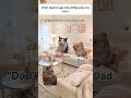 CAT MEMES 😺 When Dad's logic hits differently for sons: ✨😹 #catmemes #relatable #memesphobiaworld