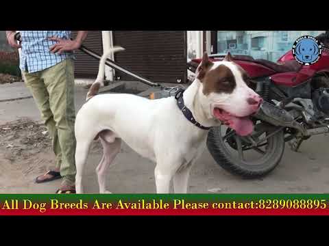 how-to-measure-weight-large-dogs-like-the-gsd-and-pakistani-bully?