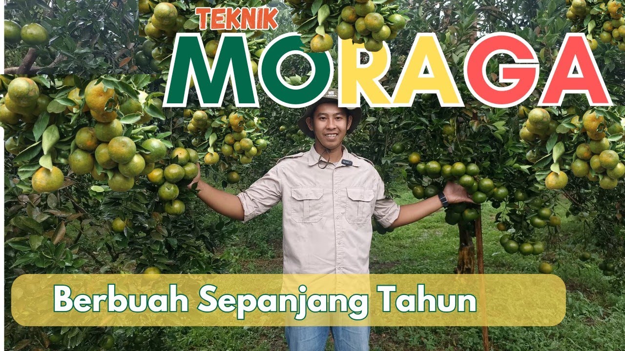 tanam jeruk dengan teknik MORAGA bisa berbuah sepanjang tahun