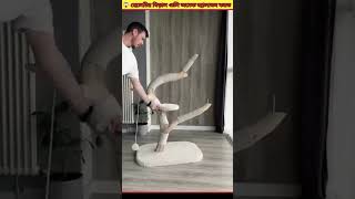 😱ছেলেটির বিড়ালগুলো ছেলেটিকে অনেক জ্বালাতন করত  #shorts