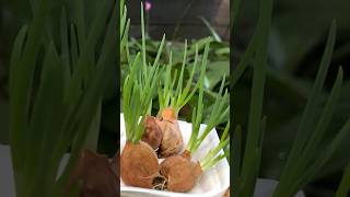 Growing onions in water is easy at home #tips #happiness Resimi
