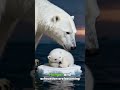 Help save Polar bears 😔