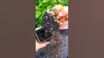 1 Sai Lầm Cơ Bản Khi Trồng Xương Rồng #shorts #viral #xuongrong #huongdantrong